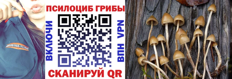 Псилоцибиновые грибы Psilocybe Первомайск